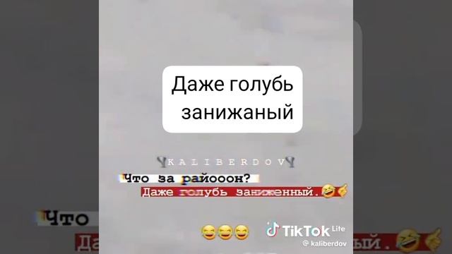 даже голубь заниженный