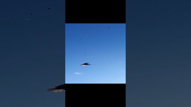 голуби