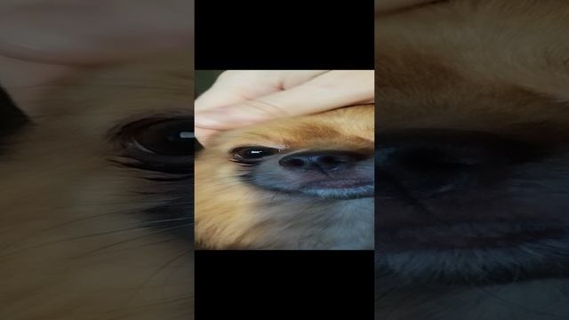 Фунтик