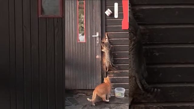 Котушник