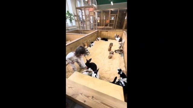 Патриция играет с животными. Гладим шиншиллу, рыб и кроликов, лис! Patricia play with animals