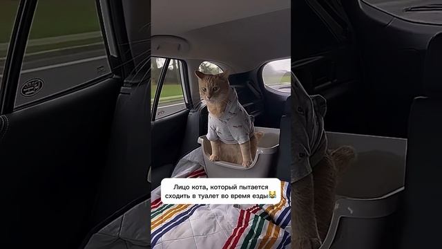 кошак