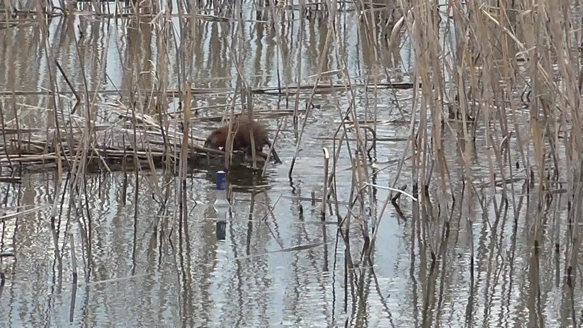 Редкий кадр - Выдра на пруду спешит куда то по своим делам весной. Красивая природа