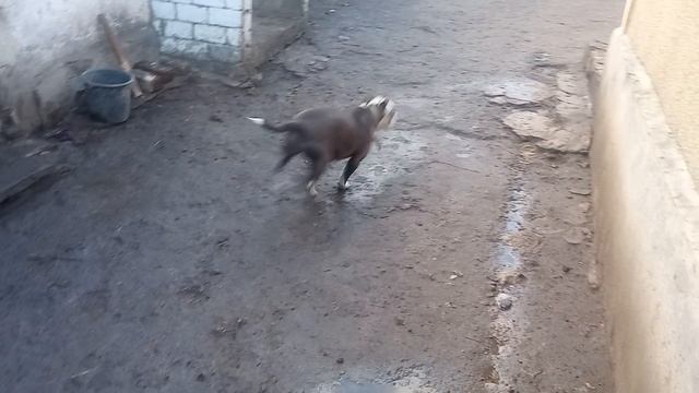 сабака стаф в запирти сидит