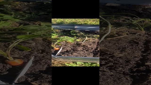 Таблички садовые металлические