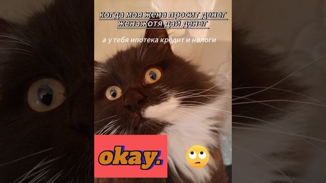 Кот Василий и его проблемы