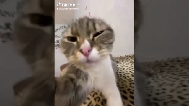 котик