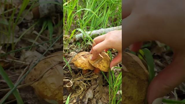 #mushroom Грибное лето. Земляника и Грибы . #grzyby #steinpilze