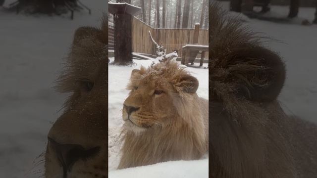 🦁 Лев Цезарь из ульяновского зоопарка желает доброго утра