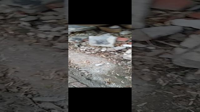 Дерево упало?!