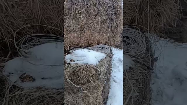 тёплая декада января 2025