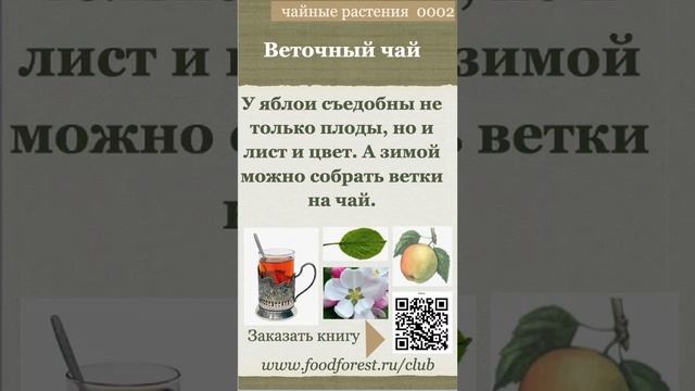 Афанасьев_чайные растения яблоня 2