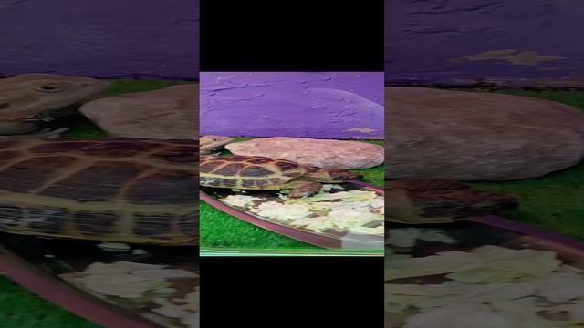 Я в зоопарке