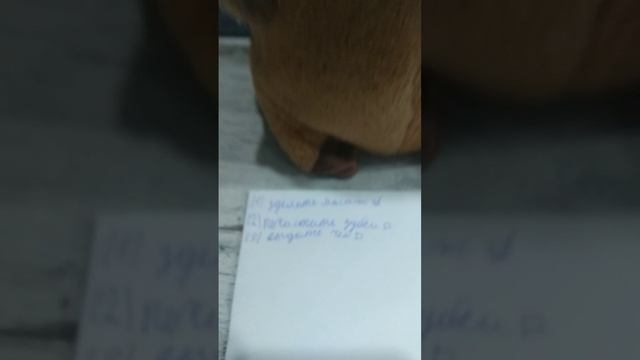 Моя капи в спа! 💆3 часть