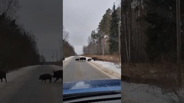Дикие Кабаны