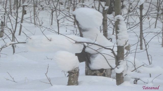 Рождество. Январский лес. Загадочный лес. Красивый лес. Очень красивый.