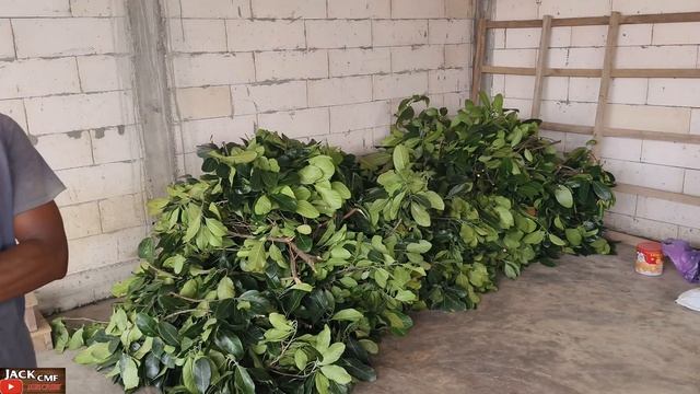 CANDRA JRABANG SUPER TULUNGAGUNG