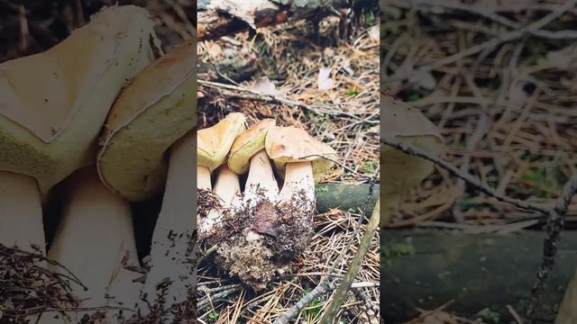 #mushroom Дружная грибная семья. Грозди грибов! Грибы 2022 #shorts #грибы