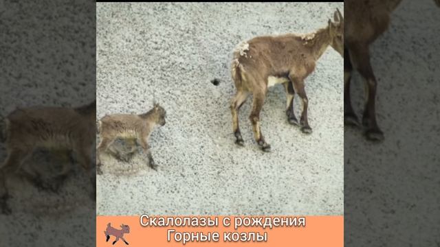 СКАЛОЛАЗЫ по ЖИЗНИ с РОЖДЕНИЯ