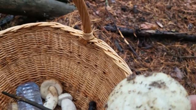 Невероятно. Грибы после мороза. #mushroom #funghi #asmr