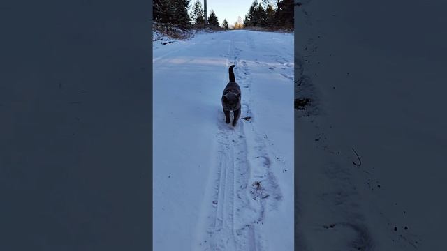 Вечерние прогулки😸