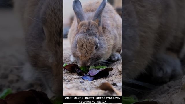 факты о зайцах