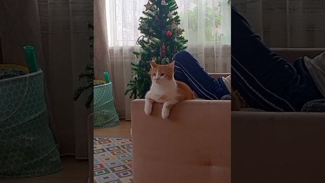 Котик 😁😁😁