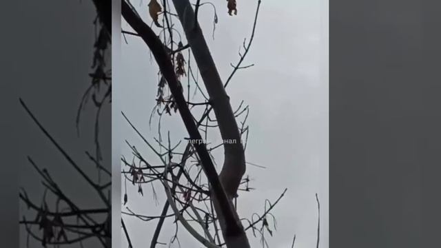 Российский дрон давит на психику хохлам, пока еще сидящим в районе  Великой Новоселки.