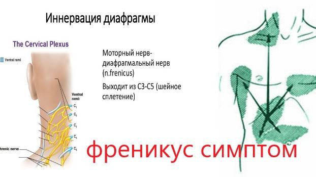 Болит плечо? Лечи печень!