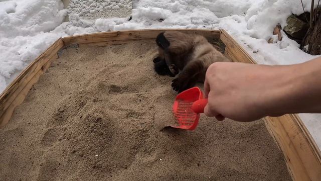 Джони и песочница