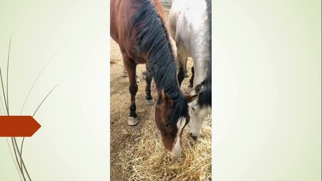 Иза готовиться рожать. Дагестан.
