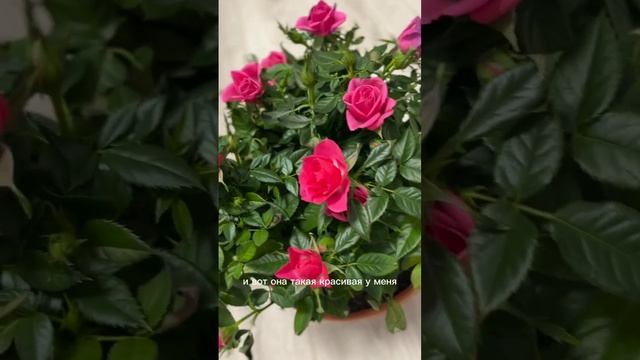 🌹В чем секрет цветения розы Кордана?🌹