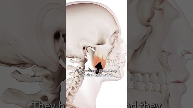 The Masseter Muscle