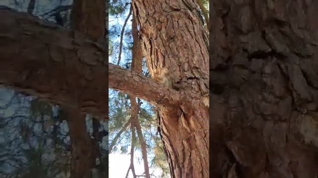 🥰🐿️