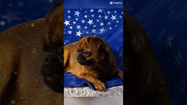 Пти брабансон из питомника Хрустальная мечта