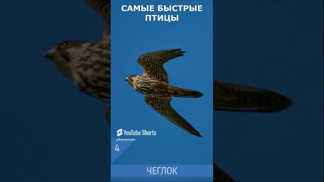 🦅 Самые быстрые птицы в мире