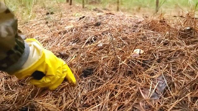 Грибы Саратовской области. В дождливом лесу.( Удача грибника . Эпизод 3) #mushroom
