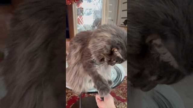Мейнкун Кузя: Дай лапу - На лапу!