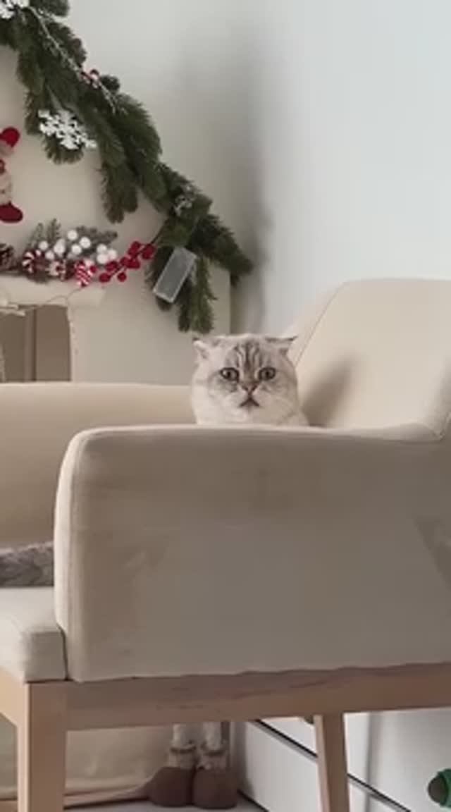 Тот самый, кто в детстве игнорировал лоток 🤭