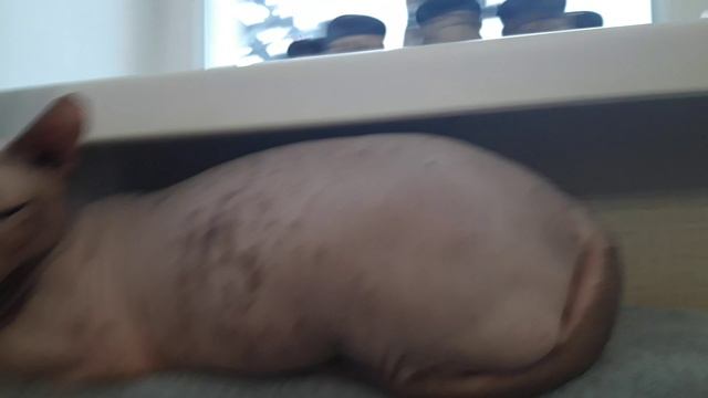 20241220_150022.mp4