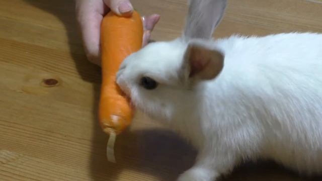 The rabbit Yaha eats a carrot/ Кролик Яха грызет морковку