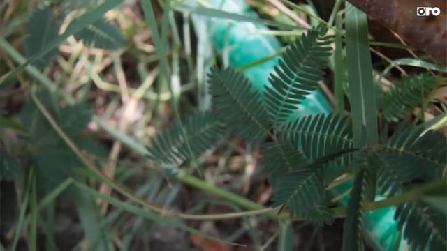 Mimosa Plant, Sensitive Leaf, Lojjaboti Plant, Orovideo