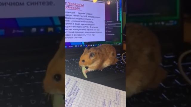 хомяк ест лист салата