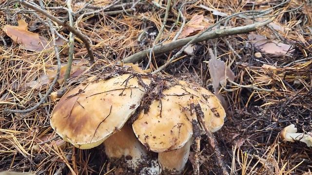 В удивительный солнечный день #mushroom #asmr