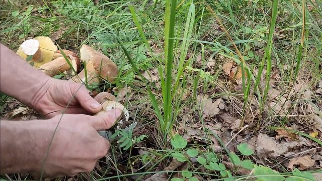 #porcini #boletus Удача грибников. Изобилие под кустом #mushroom