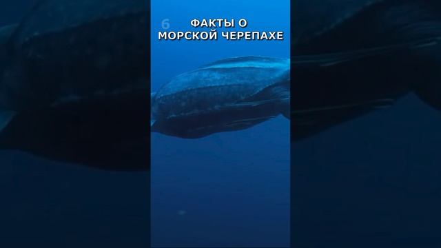 ФАКТЫ О МОРСКОЙ ЧЕРЕПАХЕ
