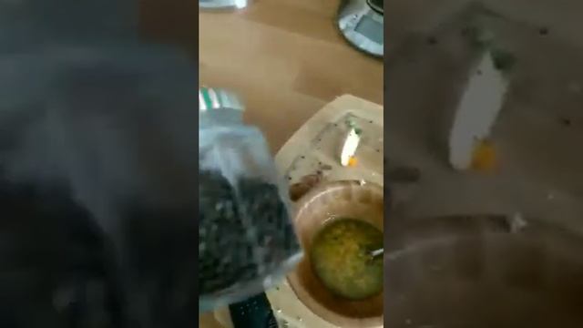 Vital Salat Rohkost mit Kurkuma und Ingwer