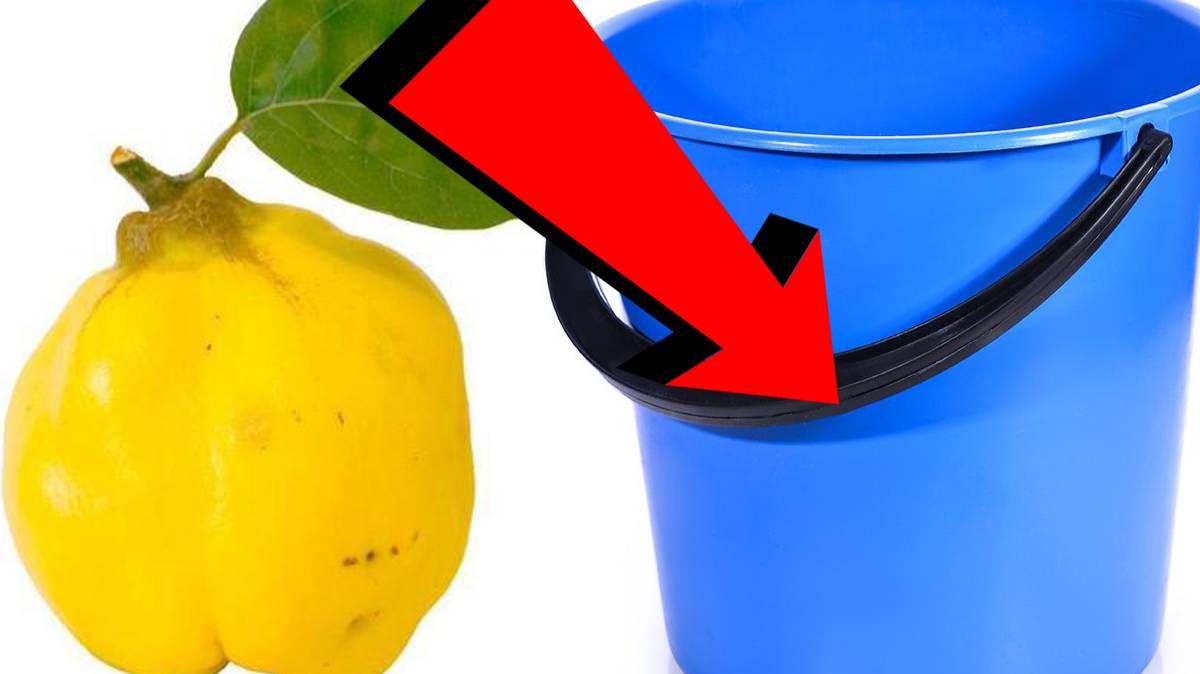 Как подкормить айву За 5 Секунд!