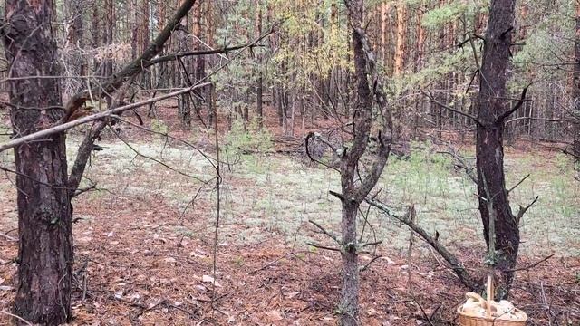 Белые грибы. Лучшие моменты (Эпизод 3) #mushroom