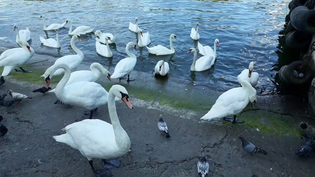 Лебедь шипун Cygnus olor 天鹅座奥洛尔嘶嘶的天鹅